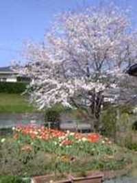 今年は・・・ 2007/04/15 15:28:00