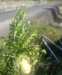 こんなものが(◎o◎)！！ 2007/03/17 15:45:24