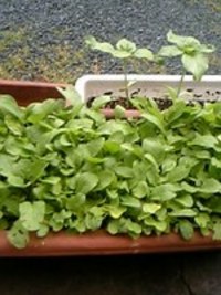 こんなになってます(^^♪ 2007/06/09 13:12:00