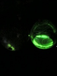 ヨーヨー(^^♪ 2007/06/19 17:33:40