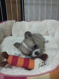 可愛いです(^ ○^) 2010/03/26 16:42:21