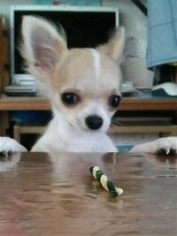 まだ“まて！？” 2010/06/27 12:57:46