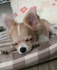 お散歩の後は…(~o~) 2010/07/11 12:48:04