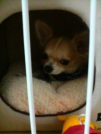 新居？に…(*^^*) 2010/10/30 08:09:07