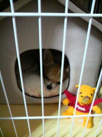 きのうは…o(^o^)o 2010/11/01 12:33:15