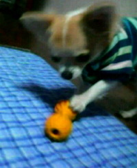 出てくるかな？U^ ェ^U 2010/11/18 16:50:15
