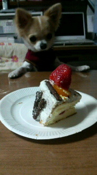 ケーキ!!食べたいなU^ ェ^U 2010/12/17 19:50:45
