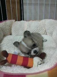 2011もユロシクだワンU^ ェ^U 2011/01/02 11:33:23