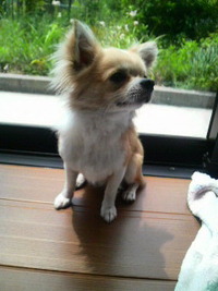 天気が良いので…U^ ェ^U 2011/05/14 11:23:07
