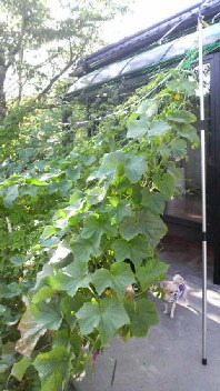 緑のカーテン２ 2011/07/16 10:16:14
