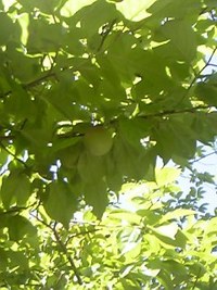うめの収穫です。