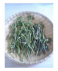 わらびf^_^; 2007/03/23 17:05:00