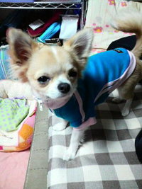お姉ちゃん何処に行ってきたの？U ^ェ^U 2010/11/27 22:01:14