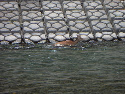 稚鮎の放流。
