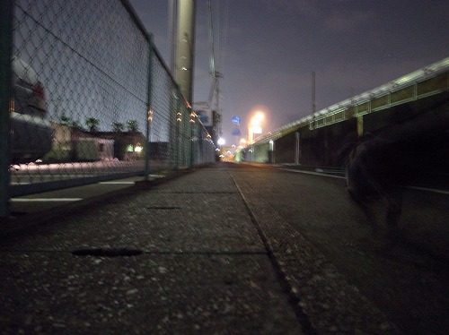 犬の目線　～夜の散歩～