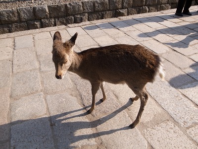 鹿にかまれた妻・・。