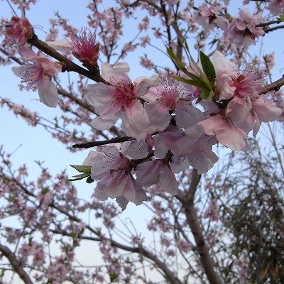 夕刻の桜。