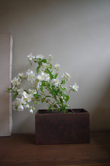 お花の季節。