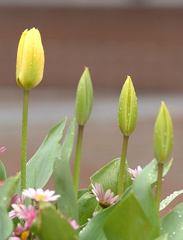 花のリズム