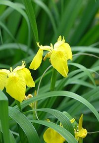 雨は茶休み