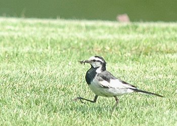 芝刈り鳥のチョビン L イチロー的こころ 旧版