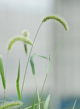 夏は秋のはじまり