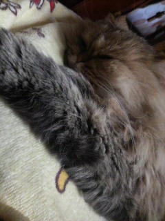 ぬくぬく～Ｚｚｚｚ