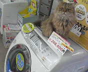 売れてま～す♪