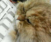 キーボード枕のＭＯＫＯたん