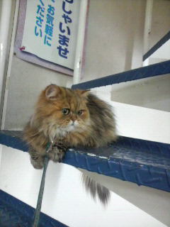 ここ気持ちいいにゃ～♪