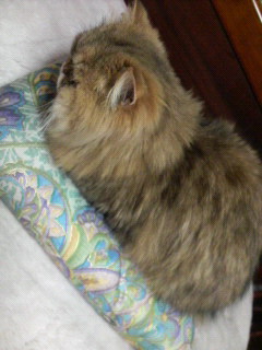 落ち着くにゃ～