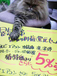 景気対策先取りセ～ル～～～