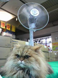扇風機展示しました～♪ 2009/04/21 15:35:12
