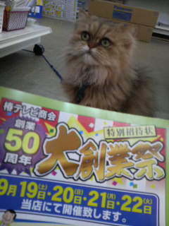 大創業祭だにゃ～