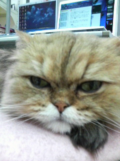 早く帰りたいニャ