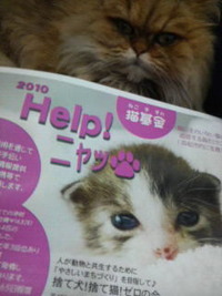 ２０１０Ｈｅｌｐ！ニャッ 2010/03/01 21:00:00