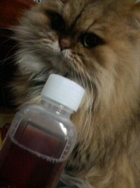 しつこい風邪 2009/12/10 23:03:58