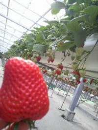 いちご狩り〜♪ 2010/02/10 13:08:34