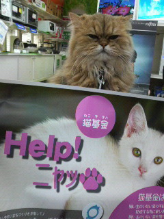 来てニャ