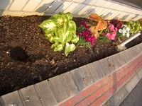 お店の花壇