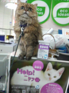協力してニャ～