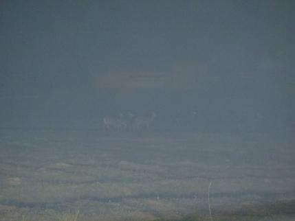 群れと遭遇