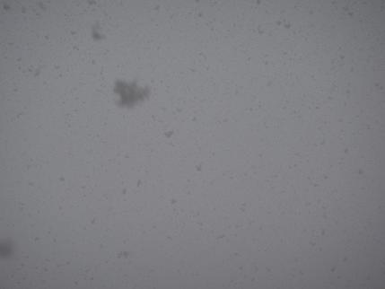 ぼたん雪