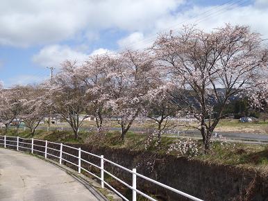 春爛漫