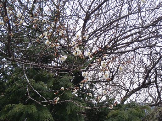 梅サク　桜フクラム