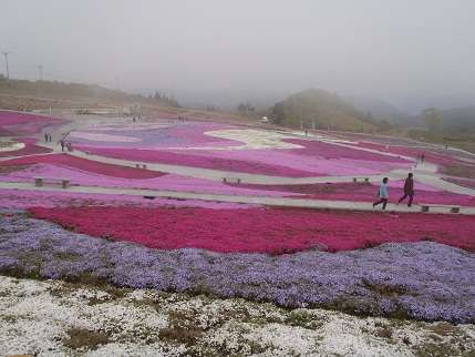 萩太郎山　芝桜