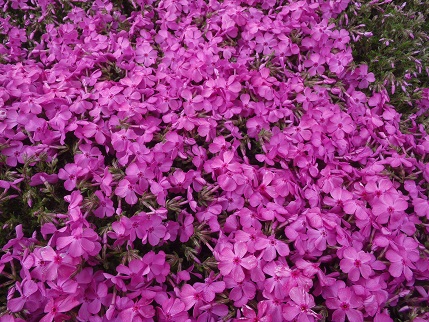 萩太郎山　芝桜