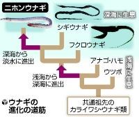 深海魚