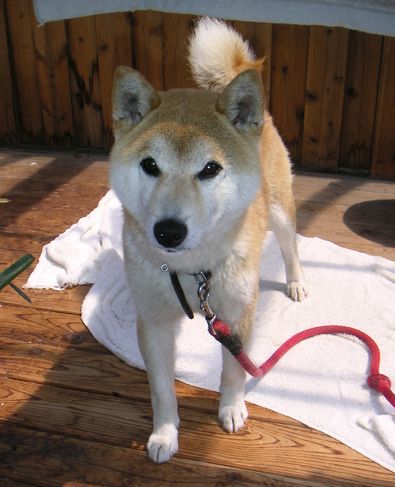 洗犬しました