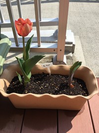 さいた～　さいた～♪ 2019/03/13 14:57:20